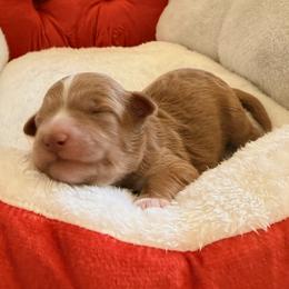 Girl 1 - female Bernedoodle puppy in Fallbrook, California from BFF Bernedoodles