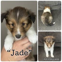 Jade - Sable and white female Shetland Sheepdog puppy in Aumsville, Oregon from Porter Creek Kennels