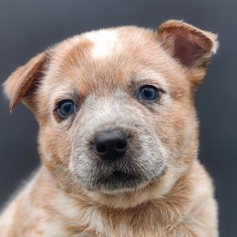 Boy 3 - Red speckled Australian Cattle Dog puppy in Burleson, Texas from Bluebonnet Heelers