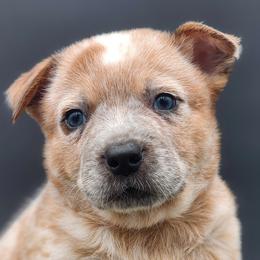 Boy 3 - Red speckled Australian Cattle Dog puppy in Burleson, Texas from Bluebonnet Heelers