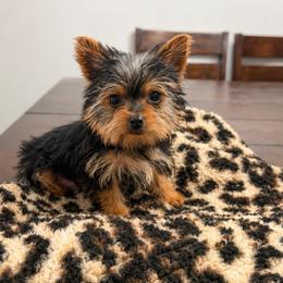 Oden - Blue and gold male Yorkshire Terrier puppy in Daleville, Indiana from Monarch Yorkshire Terriers