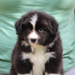 Boy 1 - Black and white Border Collie puppy in Oroville, California from Kagee Border Collies