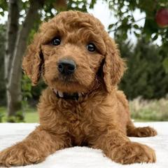 Irish Doodles from Queen of the Hill Puppies