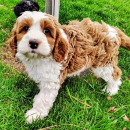 Goldilocks - Brown and white female Bernedoodle puppy in Bountiful, Utah from Red Brick Doodles