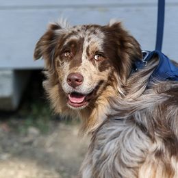 Roux - Australian Shepherd
