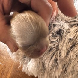 Chase - Lilac male Shih Tzu puppy in Sutton, West Virginia from Meadow Lane Pups