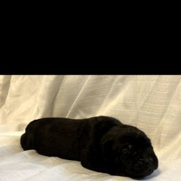 Cane Corso Puppies from Steel Cane Corso