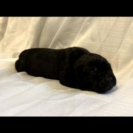 Cane Corso Puppies from Steel Cane Corso