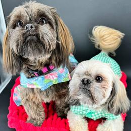 Shih Tzu puppies from Loyal Tzu's