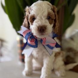 Green Boy - Brown and white male Cockapoo puppy in Fort Gibson, Oklahoma from Waggle Doodles