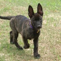 Dutch Shepherd Puppies from Prospect