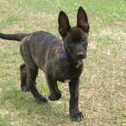 Dutch Shepherd Puppies from Prospect
