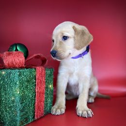 Labrador Retriever Puppies from Gochee Labs