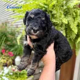 Comet - Phantom male Bernedoodle puppy in Midland, Michigan from Northern Charm Farm