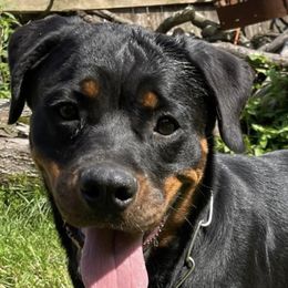Avianna - Rottweiler