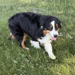 CANDEE - Australian Shepherd