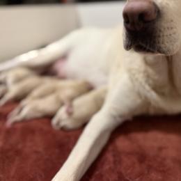 Romeo - Yellow male Labrador Retriever puppy in Sweet Home, Oregon from Knotty Creek Labradors