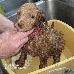 Ginger Snap (pink collar) - Red  female Poodle puppy in Santa Cruz, California from Furball Forest Poodles