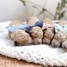 Goldendoodle and Maltipoo Puppies from Dreamy Doodles & Co.