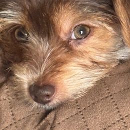 Yorkshire Terrier All Grown Up from Happy Days