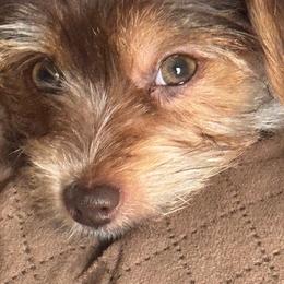 Yorkshire Terrier All Grown Up from Happy Days