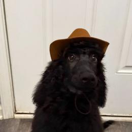 Oak - Black male Poodle puppy in Moncks Corner, South Carolina from Charleston Reds Standard Poodles and Whippets
