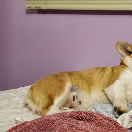 Disney - Pembroke Welsh Corgi