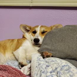 Disney - Pembroke Welsh Corgi