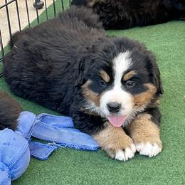 Yellow Collar - Black rust and white female Bernese Mountain Dog puppy in Comer, Georgia from Water Oak Farm