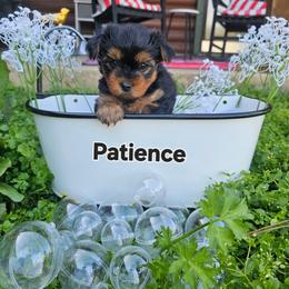 Patience - Black and tan female Yorkshire Terrier puppy in Terrell, Texas from PBJ Farms