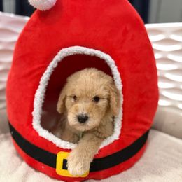 Myrtle Snow - Apricot female Goldendoodle puppy in Houston, Texas from Were The Mack'Doodles