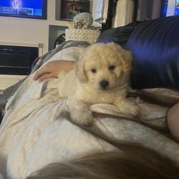 Maltipoo - Maltipoo