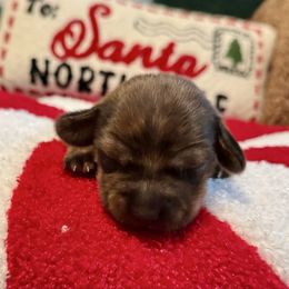 Lulu - Brindle female Dachshund puppy in Franklin, Tennessee from Wendy's Weenies