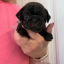 Pixie - Black female Pug puppy in Ludowici, Georgia from Royal Destiny Kennels