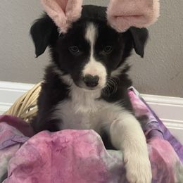Border Collie Puppies from Trailblazer Border Collies