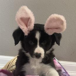 Border Collie Puppies from Trailblazer Border Collies