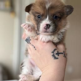 Hopper- Bluie Sable - Sable male Pembroke Welsh Corgi puppy in Aberdeen, Washington from Coastal country Farms