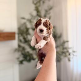 Cherry - Red  female Goldendoodle puppy in Vancouver, Washington from Blissful Doodles