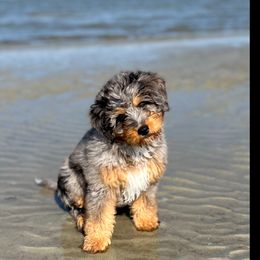 Dakota - Goldendoodle