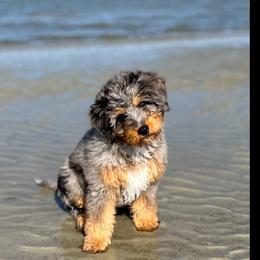 Dakota - Goldendoodle