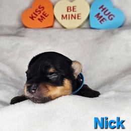 Nick - Black and gold male Yorkshire Terrier puppy in Denver, Colorado from Totty's Tiny Paws