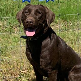 Labrador Retrievers from Happy Acres