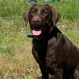 Labrador Retrievers from Happy Acres