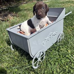 Clementine-Yellow - Liver and white female German Shorthaired Pointer puppy in Union Hall, Virginia from Rustic Creek Farms