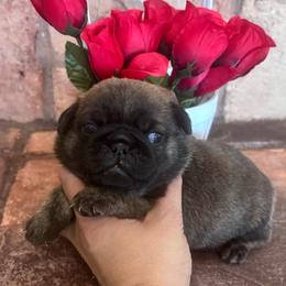 Orange collar - Brindle male Pug puppy in Tucson, Arizona from Furever Friends