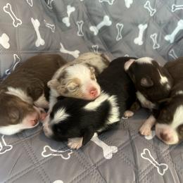 Miniature American Shepherd puppies from Elm Creek Mini’s