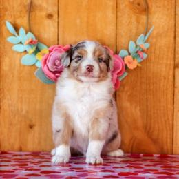 Miniature American Shepherd Puppies from Casita Miniature American Shepherds