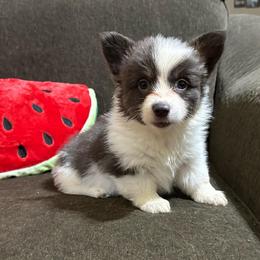 Aspen-full fluffy - Gray and white female American Corgi puppy in Decatur, Texas from Bar S Corgis