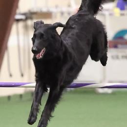Flat-Coated Retrievers from Swiftwater Flat Coated Retrievers