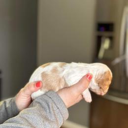 Dachshund Puppies from Rea's Puppies